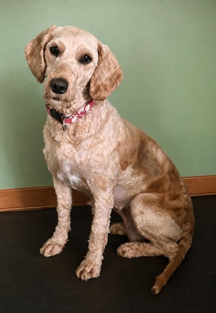 Enlarge Tuna (Luna), a Adoptable Goldendoodle in Vienna, ON image 4/6