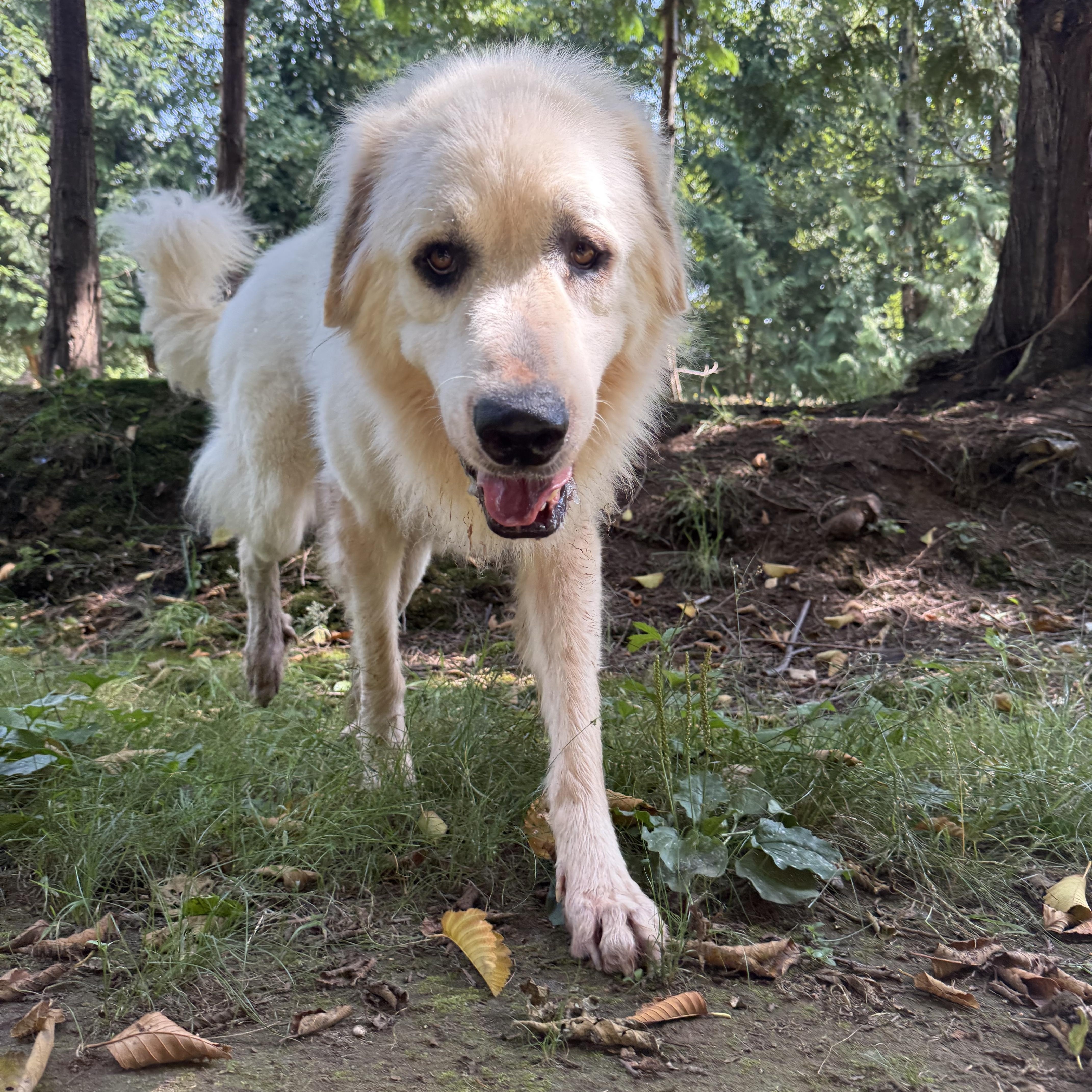 Gunther, a Adoptable Great Pyrenees in Ferndale, WA image 2/4