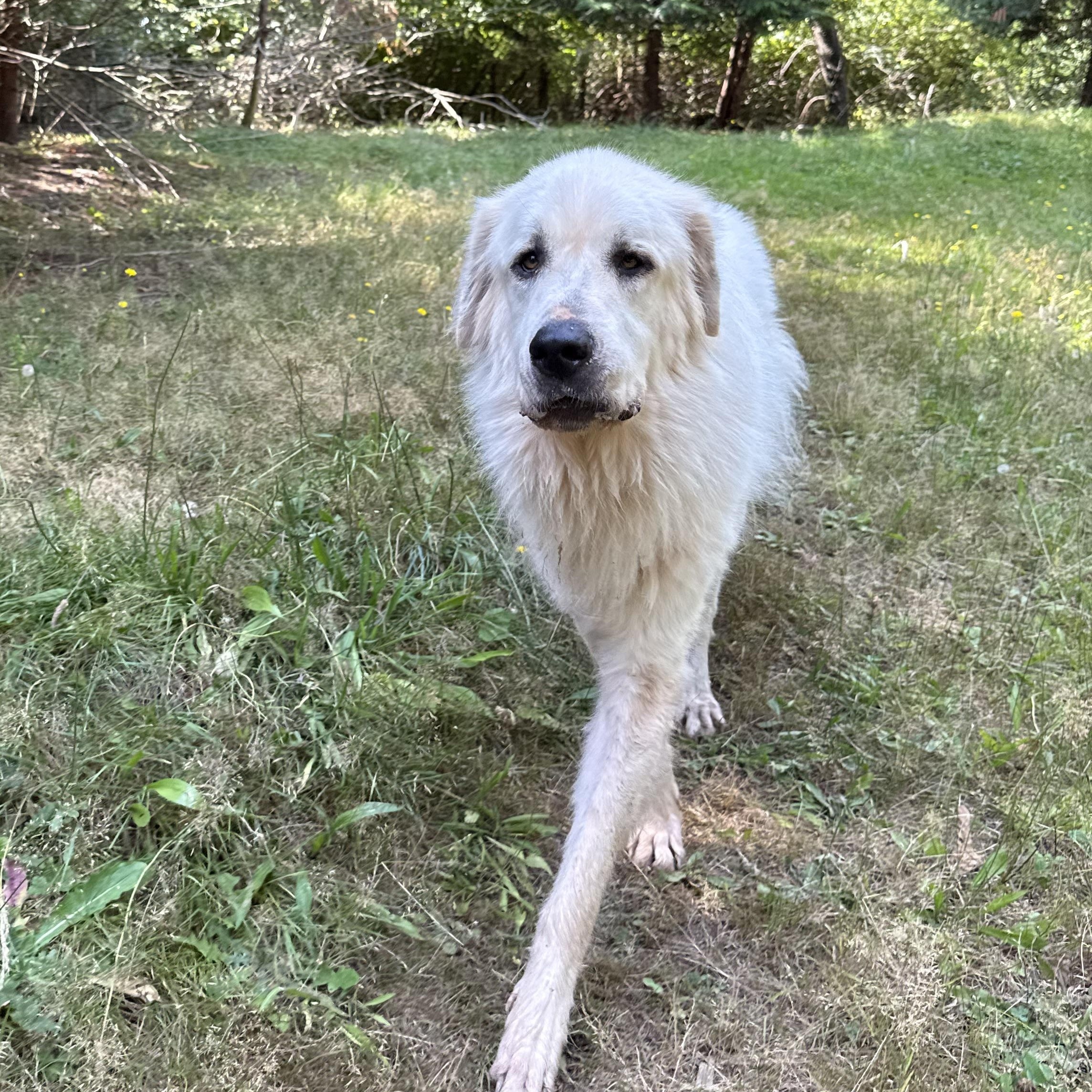Gunther, a Adoptable Great Pyrenees in Ferndale, WA image 1/4