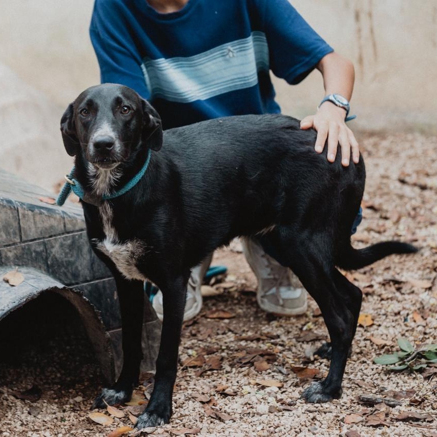 Enlarge Pam, a ADOPTABLE mixed breed in New York, NY image 5/6