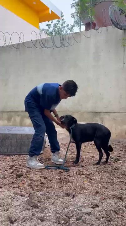 Enlarge Pam, a ADOPTABLE mixed breed in New York, NY video 1/6