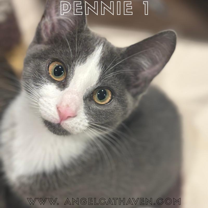 Pennie 1, Baby Female unknown