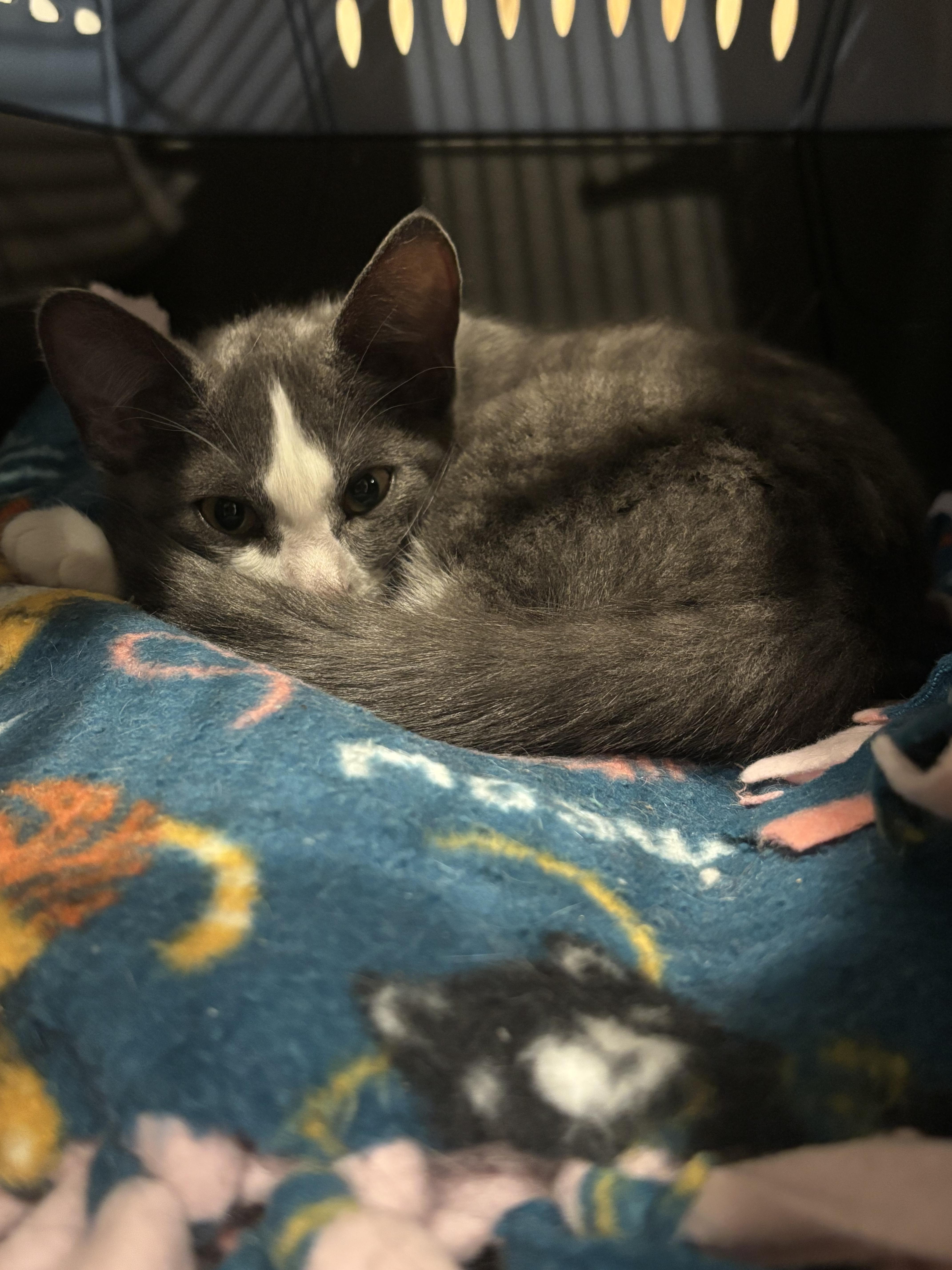 Pennie 1 photo 4