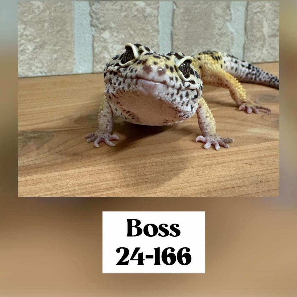 BOSS 24-166 LEO, Adoptable, Adult Male Gecko.