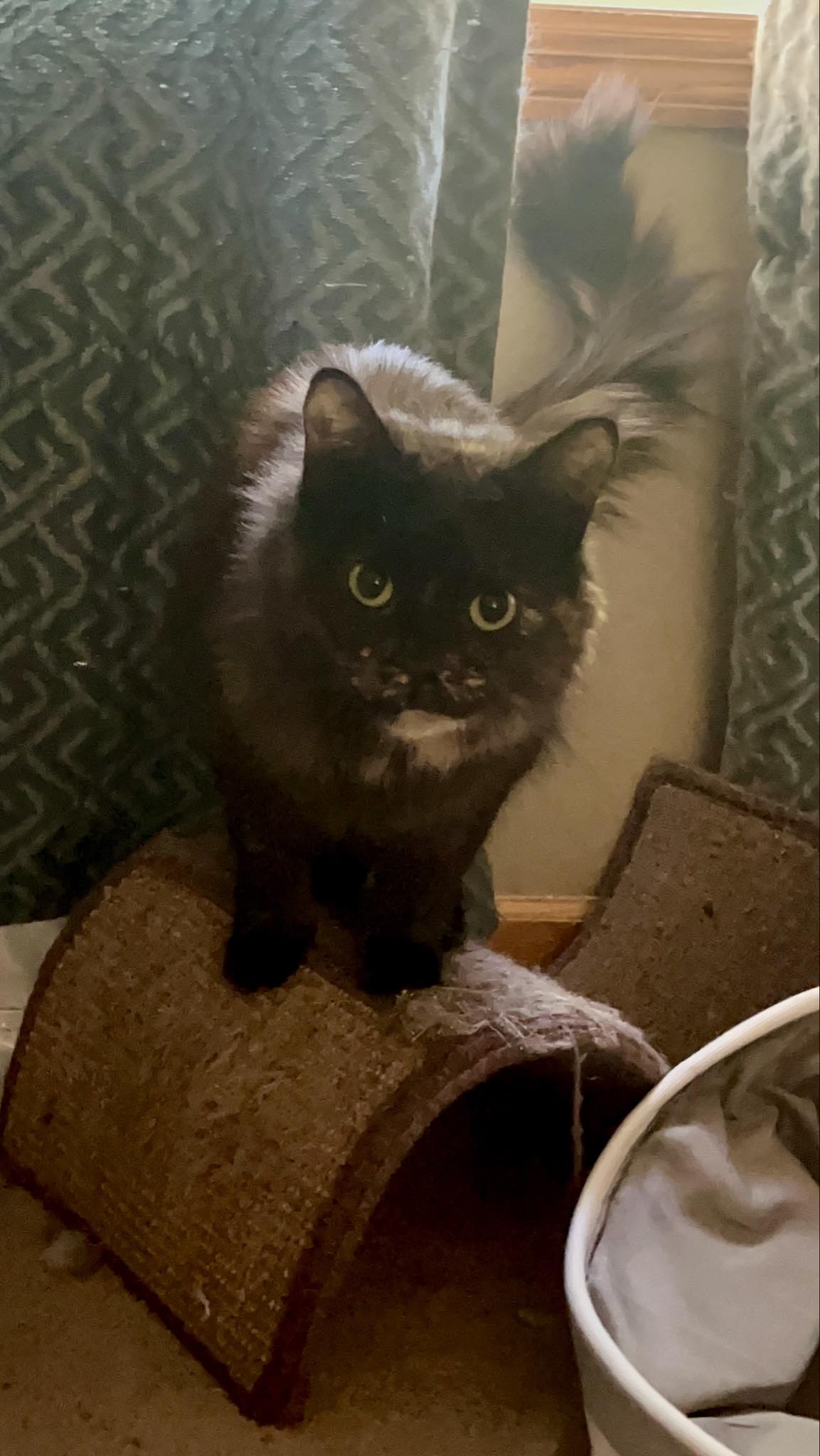 Sammie