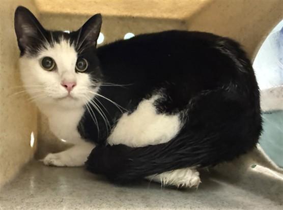 PIXIE PIE, Adoptable, Young Female Domestic Short Hair.