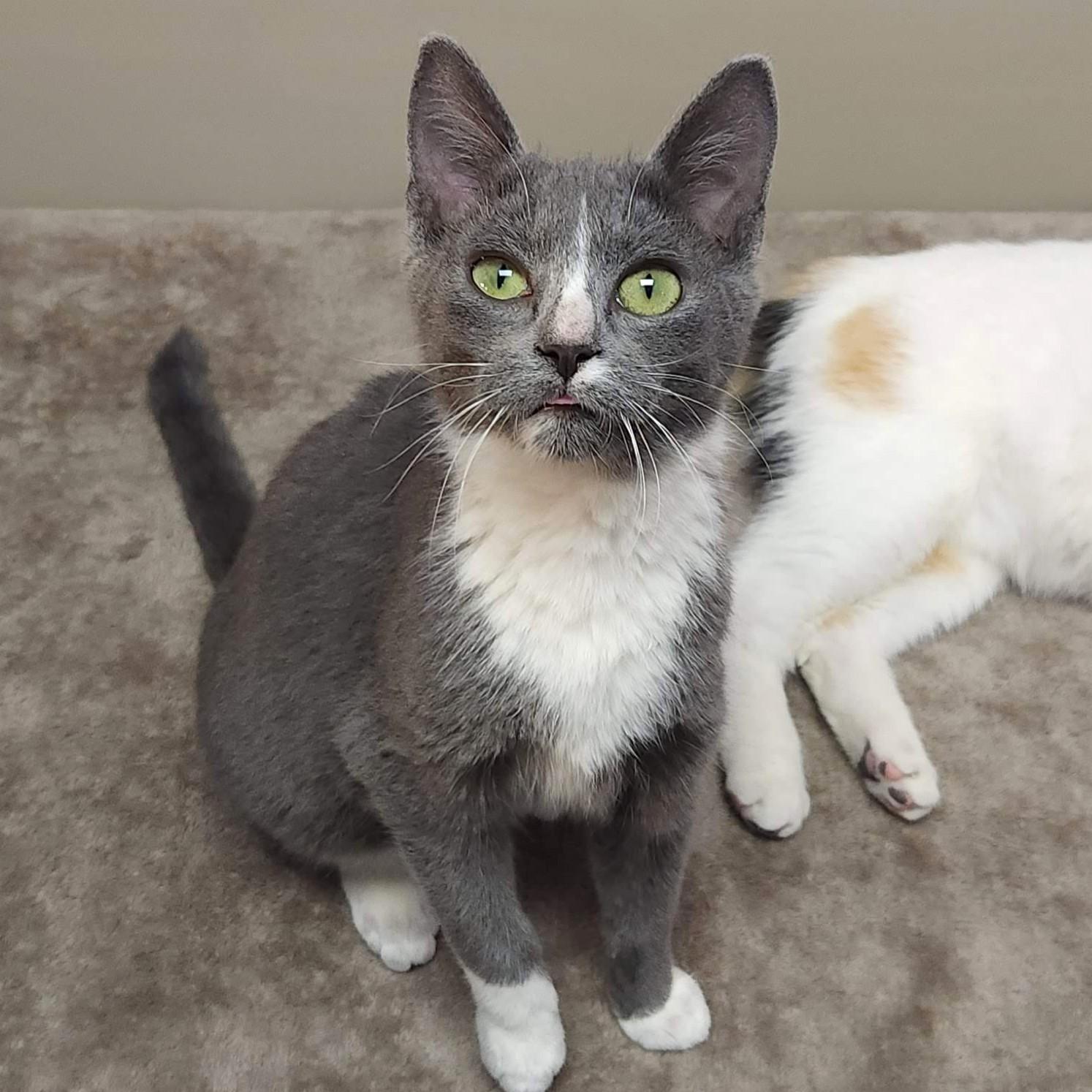 Cranberry, Adoptable, Young Female Domestic Short Hair.