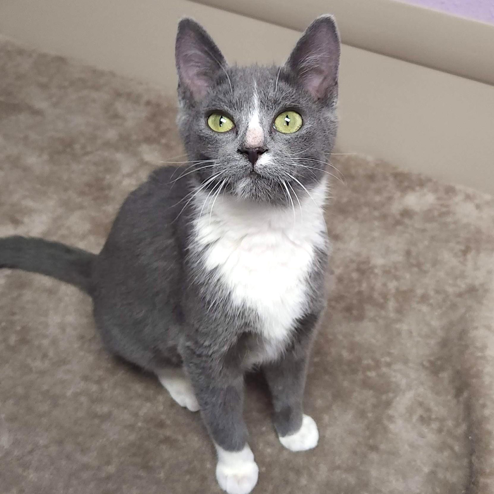 Enlarge Cranberry, a Adoptable Domestic Short Hair in Marshfield, WI image 5/6