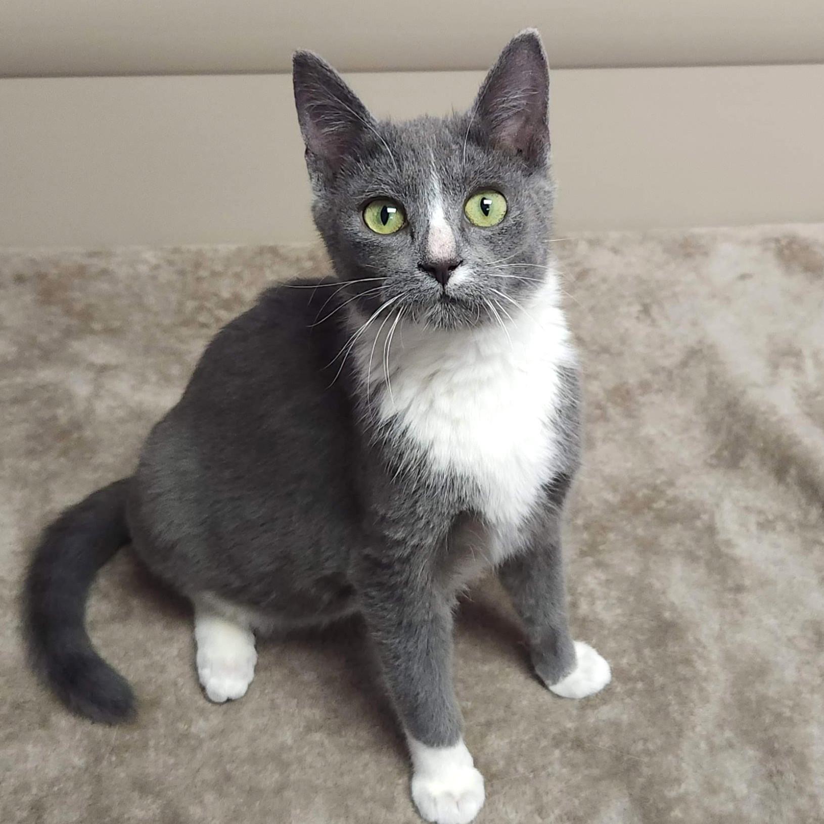 Enlarge Cranberry, a Adoptable Domestic Short Hair in Marshfield, WI image 3/6