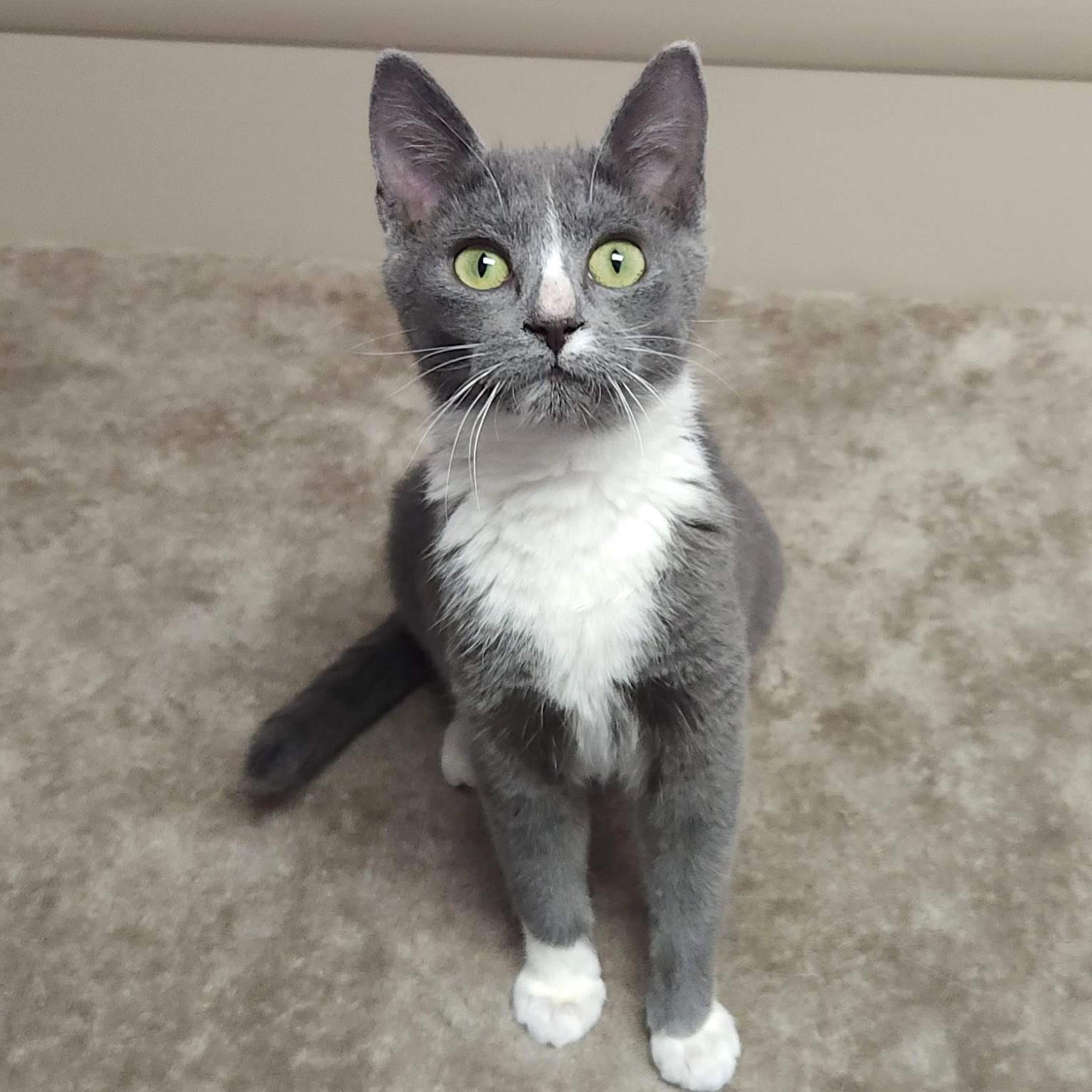 Enlarge Cranberry, a Adoptable Domestic Short Hair in Marshfield, WI image 4/6