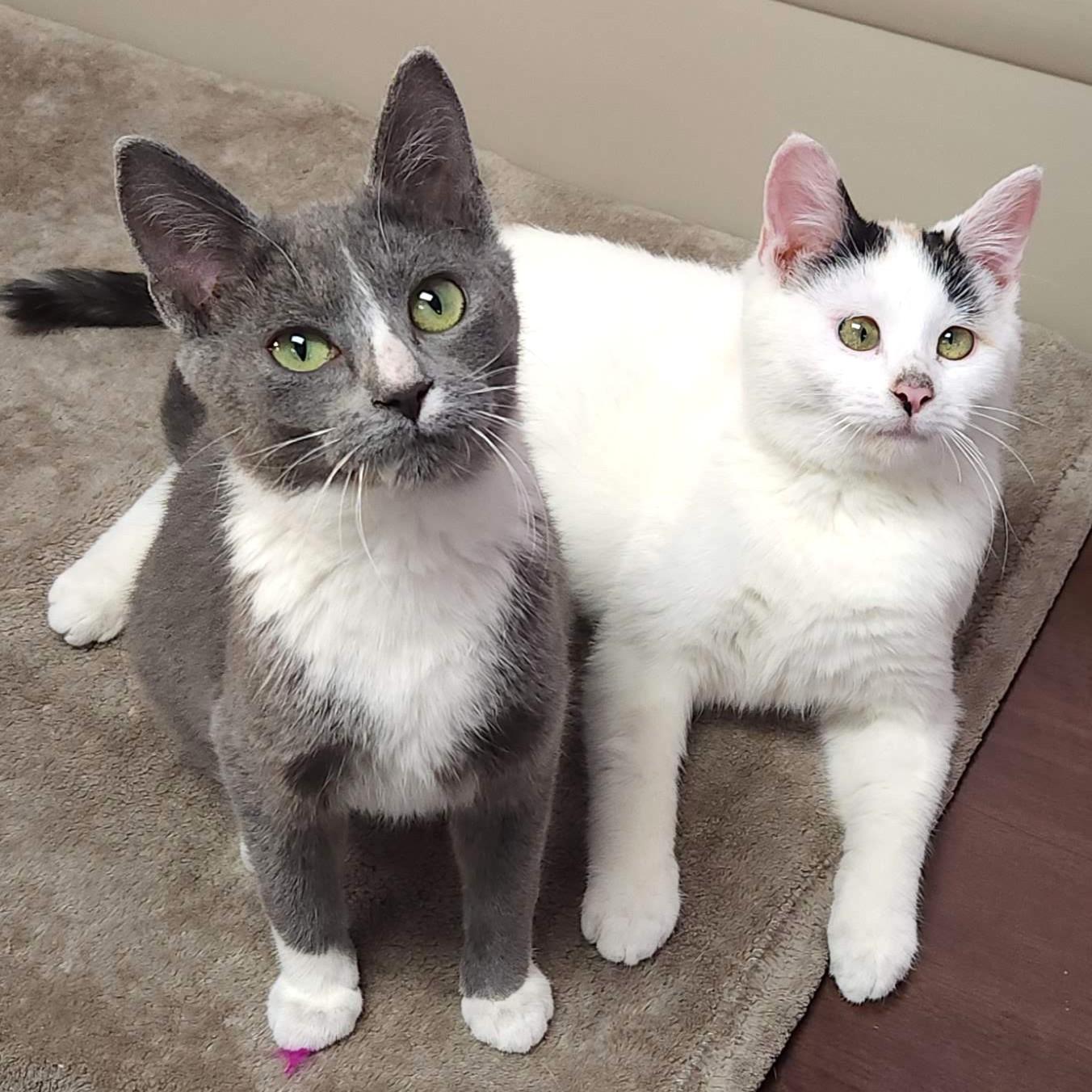 Enlarge Cranberry, a Adoptable Domestic Short Hair in Marshfield, WI image 2/6