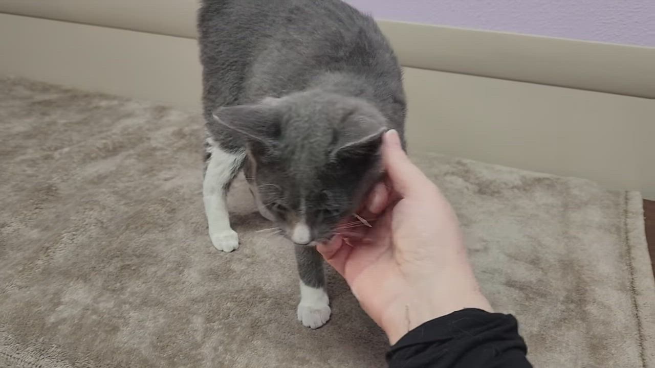 Enlarge Cranberry, a Adoptable Domestic Short Hair in Marshfield, WI video 6/6