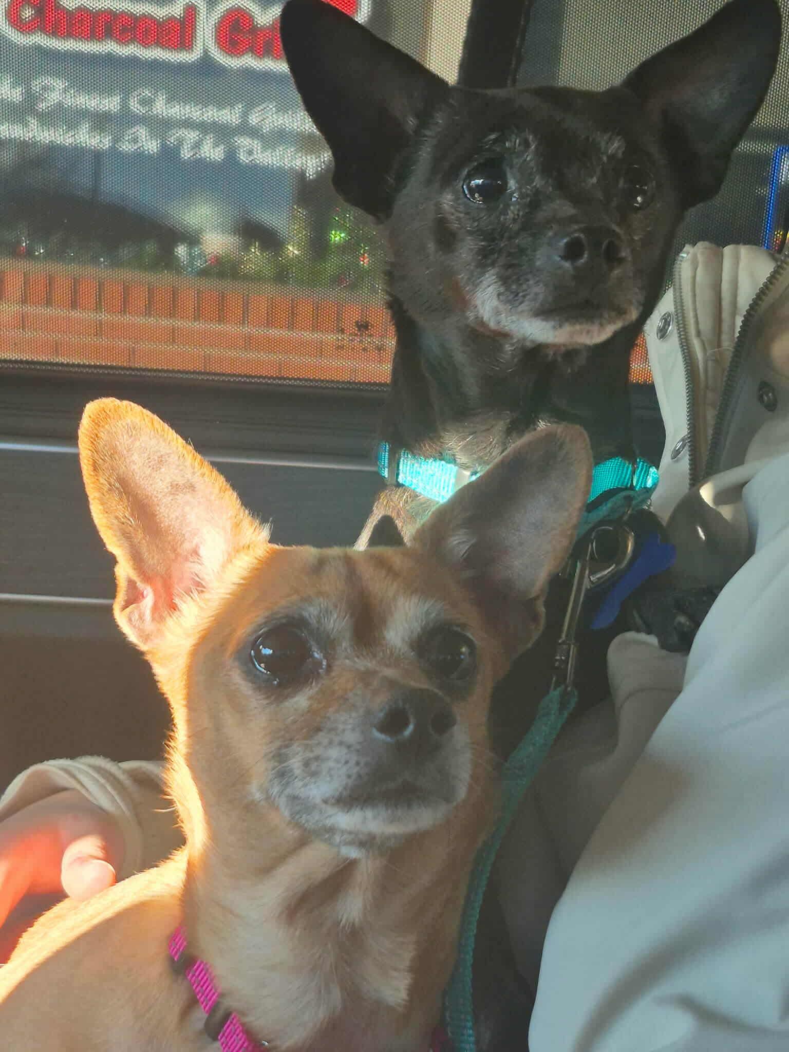 Enlarge Mr & Missy (Bonded Pair), a ADOPTABLE mixed breed in De Pere, WI image 2/5