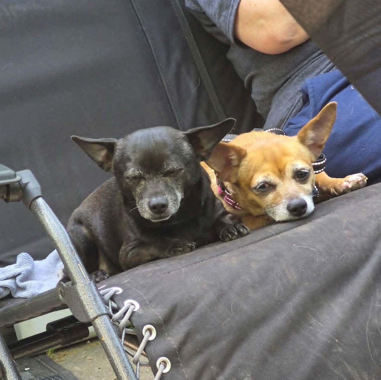 Mr & Missy (Bonded Pair), ADOPTABLE, Senior Female Chihuahua.