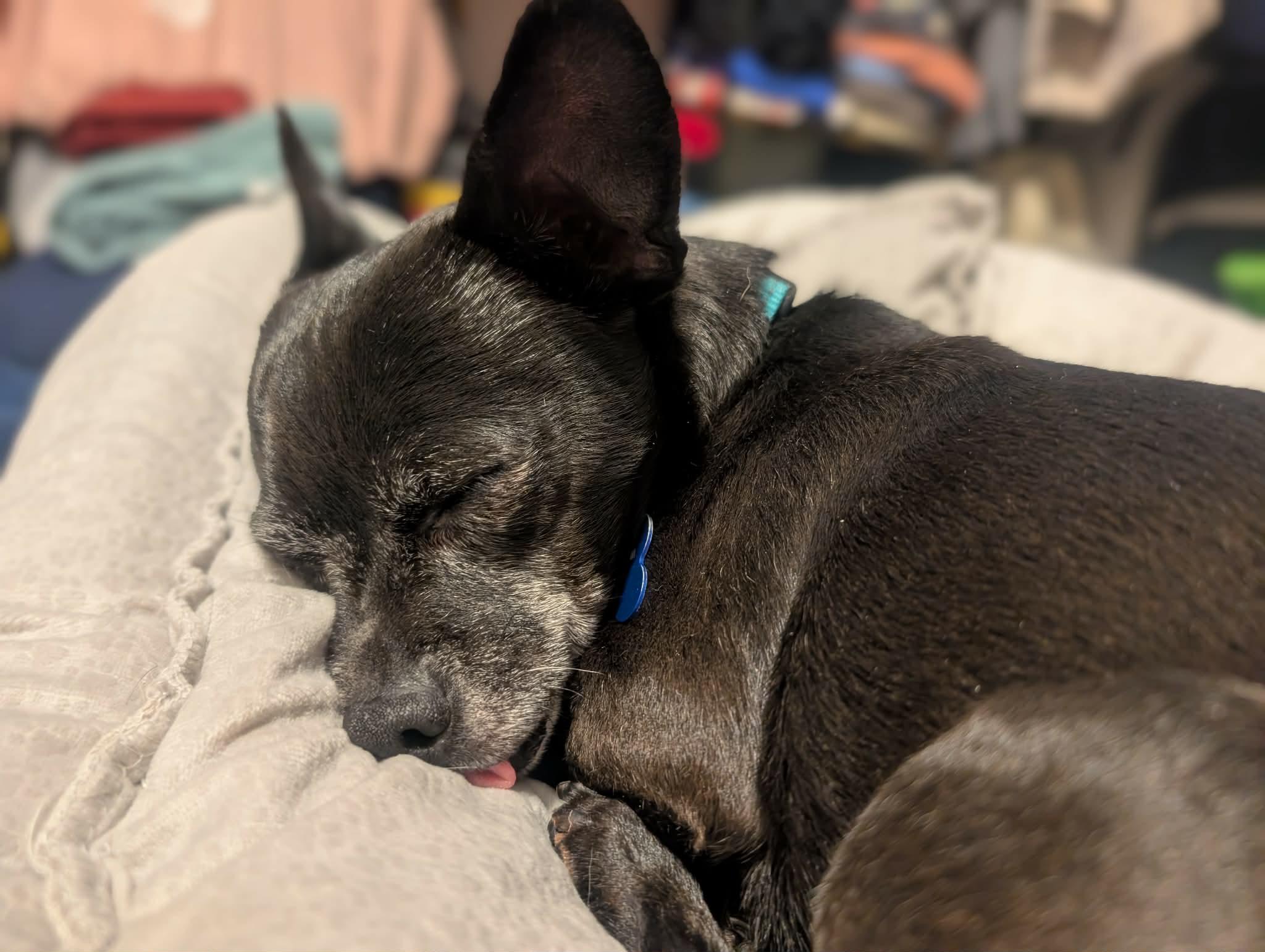 Enlarge Mr & Missy (Bonded Pair), a ADOPTABLE mixed breed in De Pere, WI image 3/5