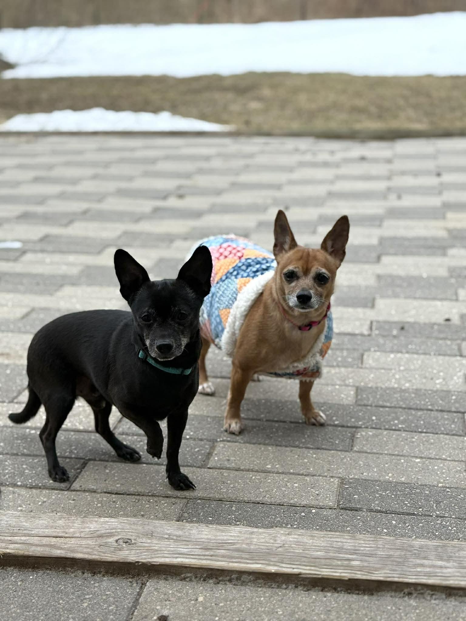 Enlarge Mr & Missy (Bonded Pair), a ADOPTABLE mixed breed in De Pere, WI image 5/5