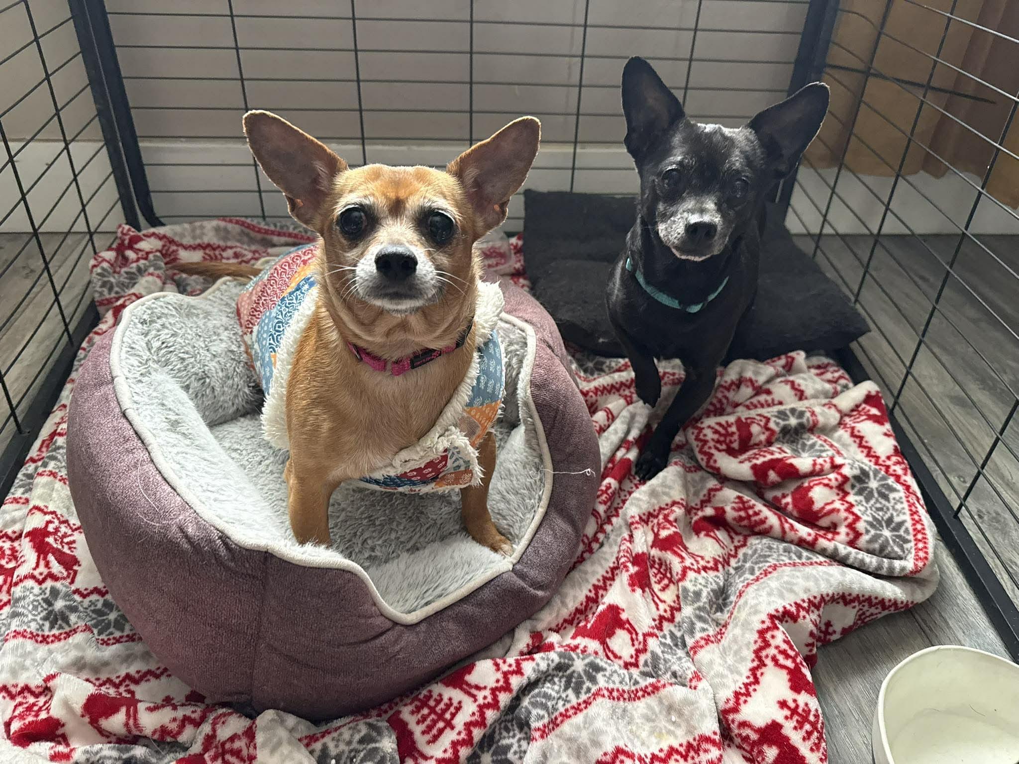 Enlarge Mr & Missy (Bonded Pair), a ADOPTABLE mixed breed in De Pere, WI image 1/5