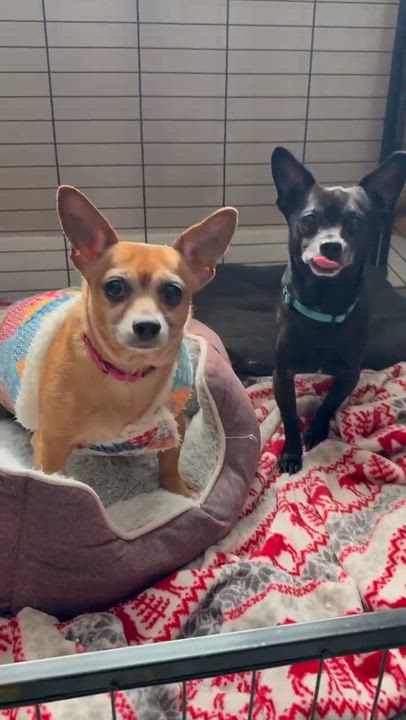 Enlarge Mr & Missy (Bonded Pair), a ADOPTABLE mixed breed in De Pere, WI video 4/5