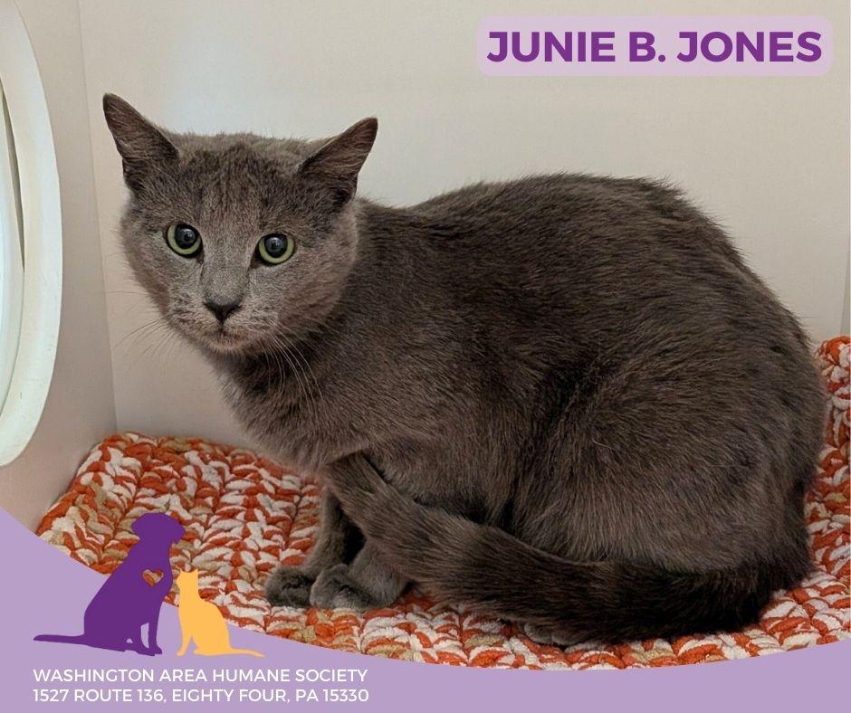 Enlarge Junie B. Jones, an adoptable mixed breed in Eighty Four, PA image 2/2