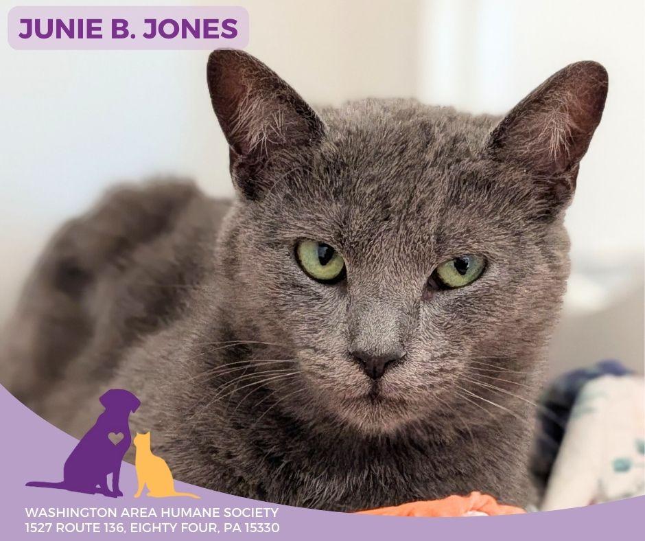 Junie B. Jones, adoptable, Kitten Female Domestic Short Hair.