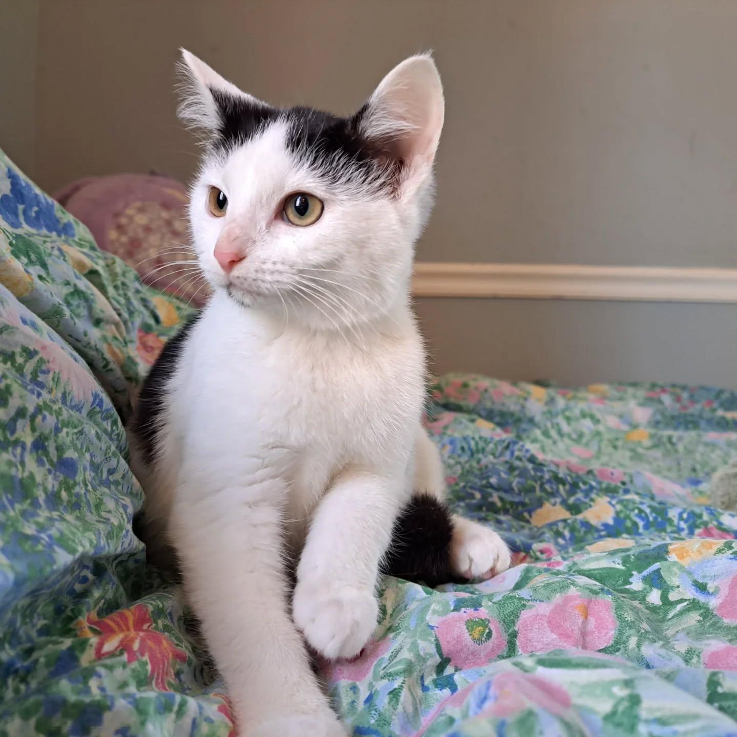 Enlarge Berry, a Adoptable Domestic Short Hair in Richmond, KY image 2/6