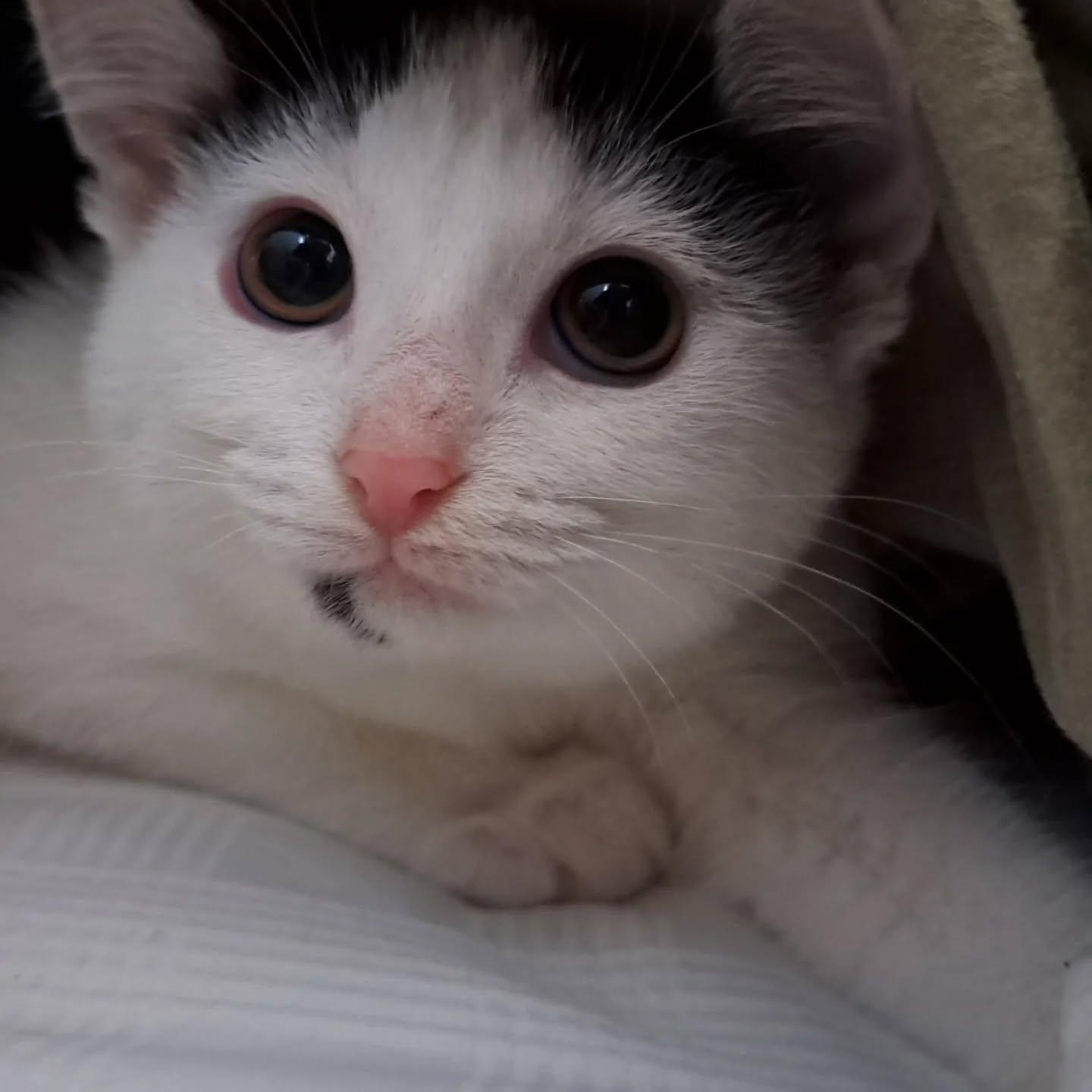 Enlarge Berry, a Adoptable Domestic Short Hair in Richmond, KY image 6/6