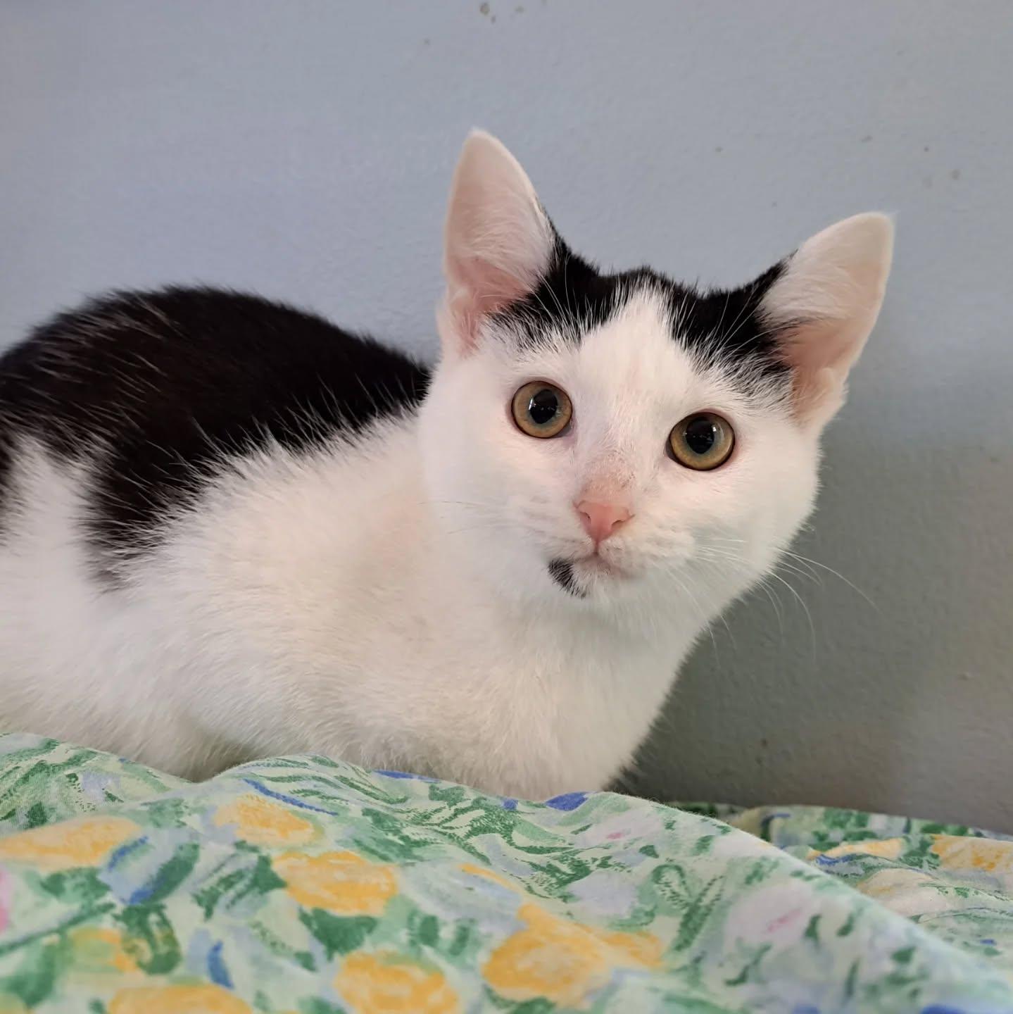 Enlarge Berry, a Adoptable Domestic Short Hair in Richmond, KY image 1/6