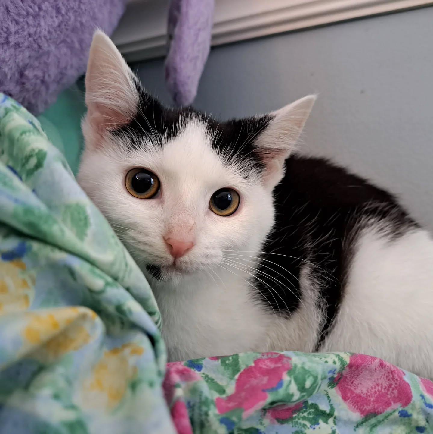 Enlarge Berry, a Adoptable Domestic Short Hair in Richmond, KY image 3/6