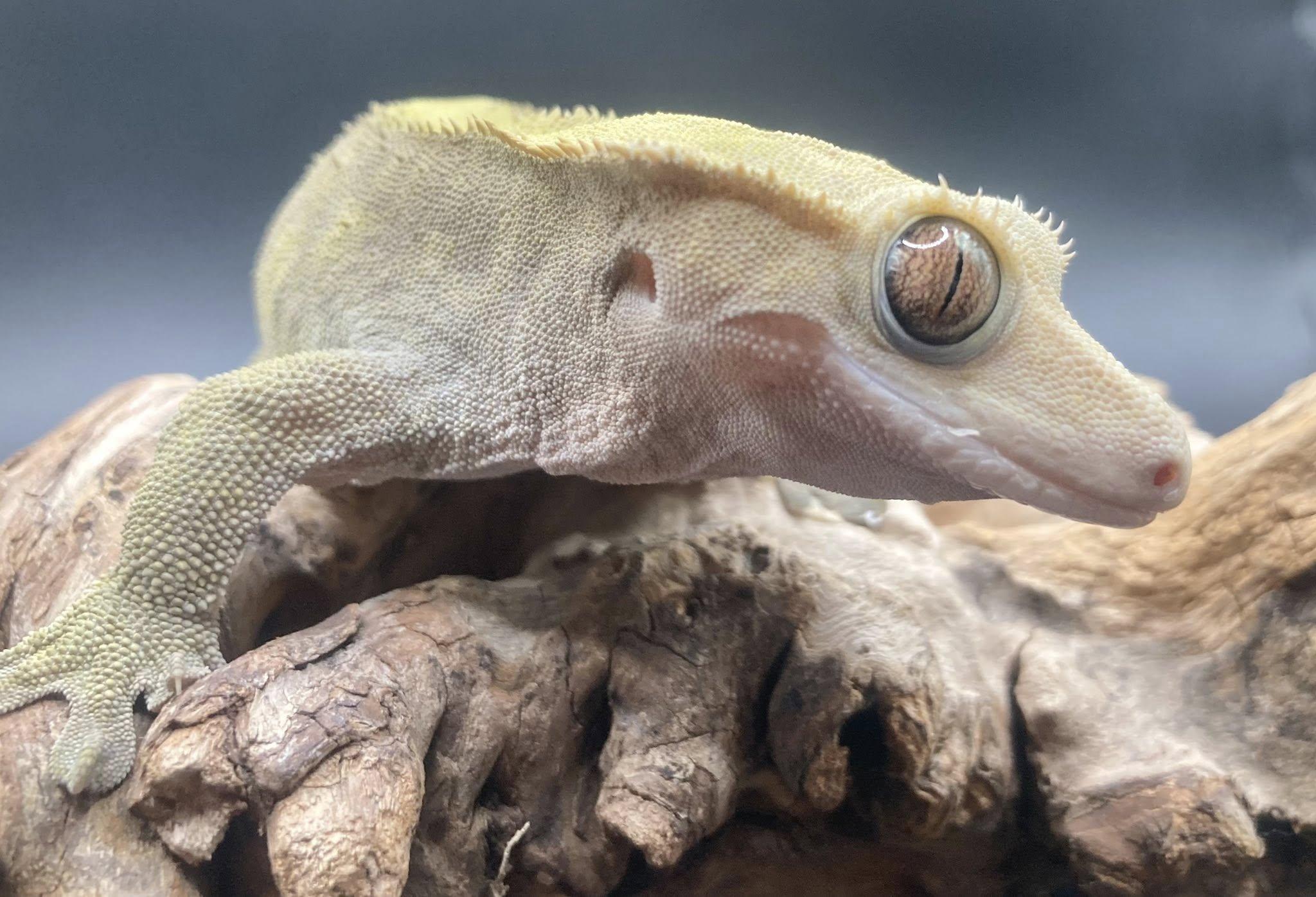 Sweet Pea, an adopted Gecko in Palmerton, PA image 2/4