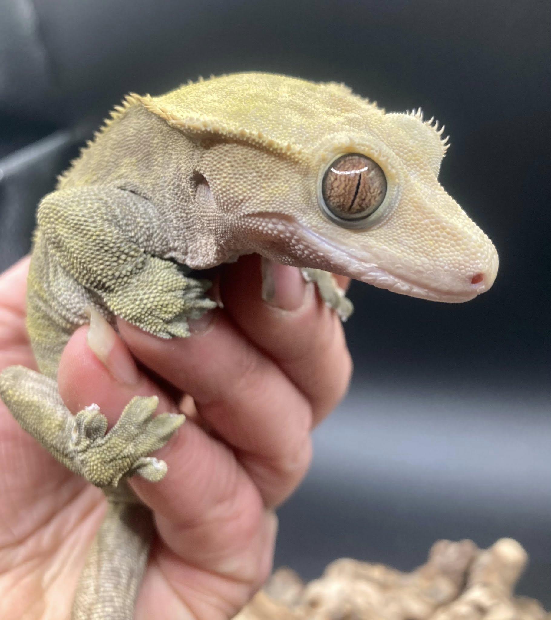 Sweet Pea, an adopted Gecko in Palmerton, PA image 3/4