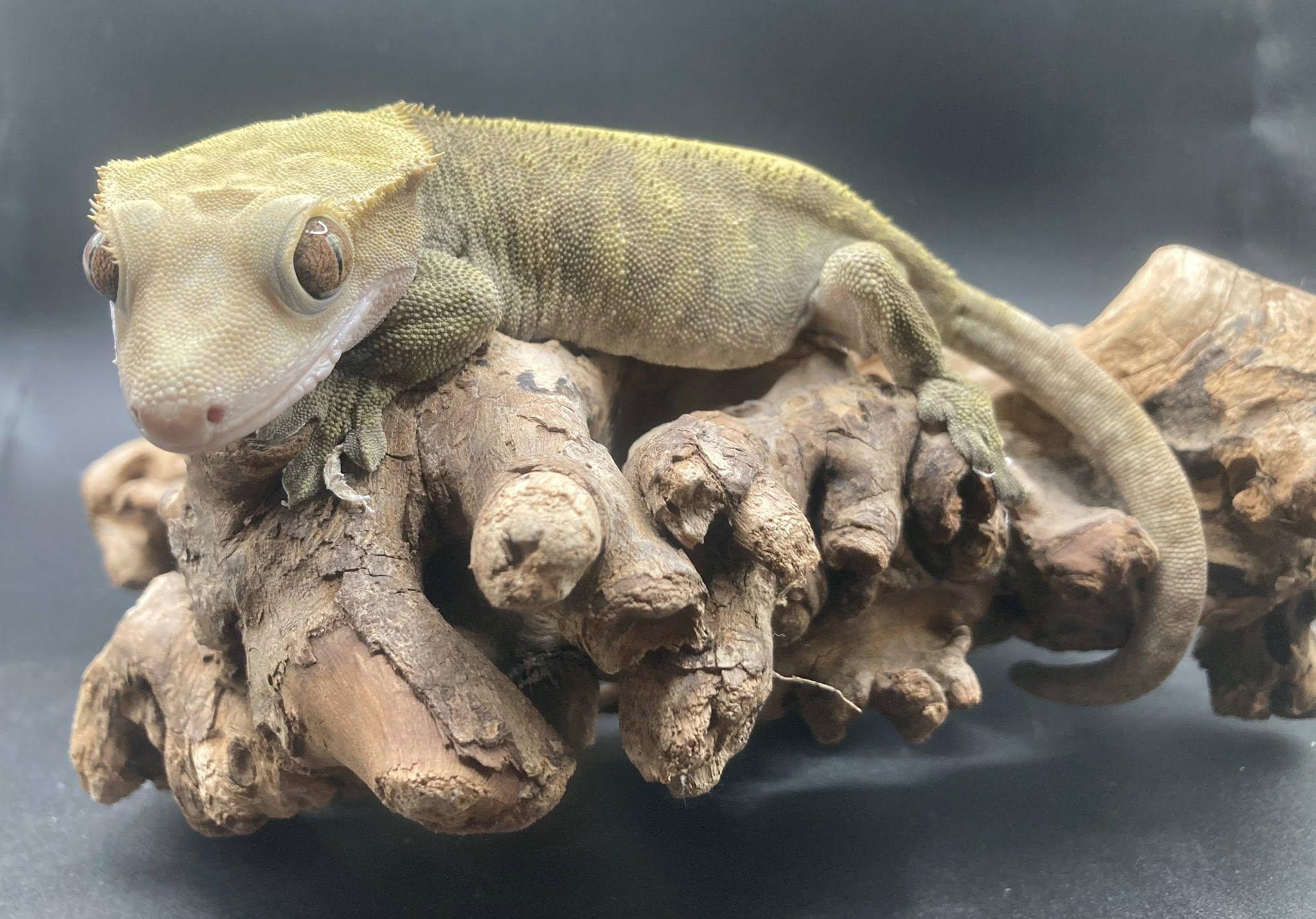 Sweet Pea, an adopted Gecko in Palmerton, PA image 1/4