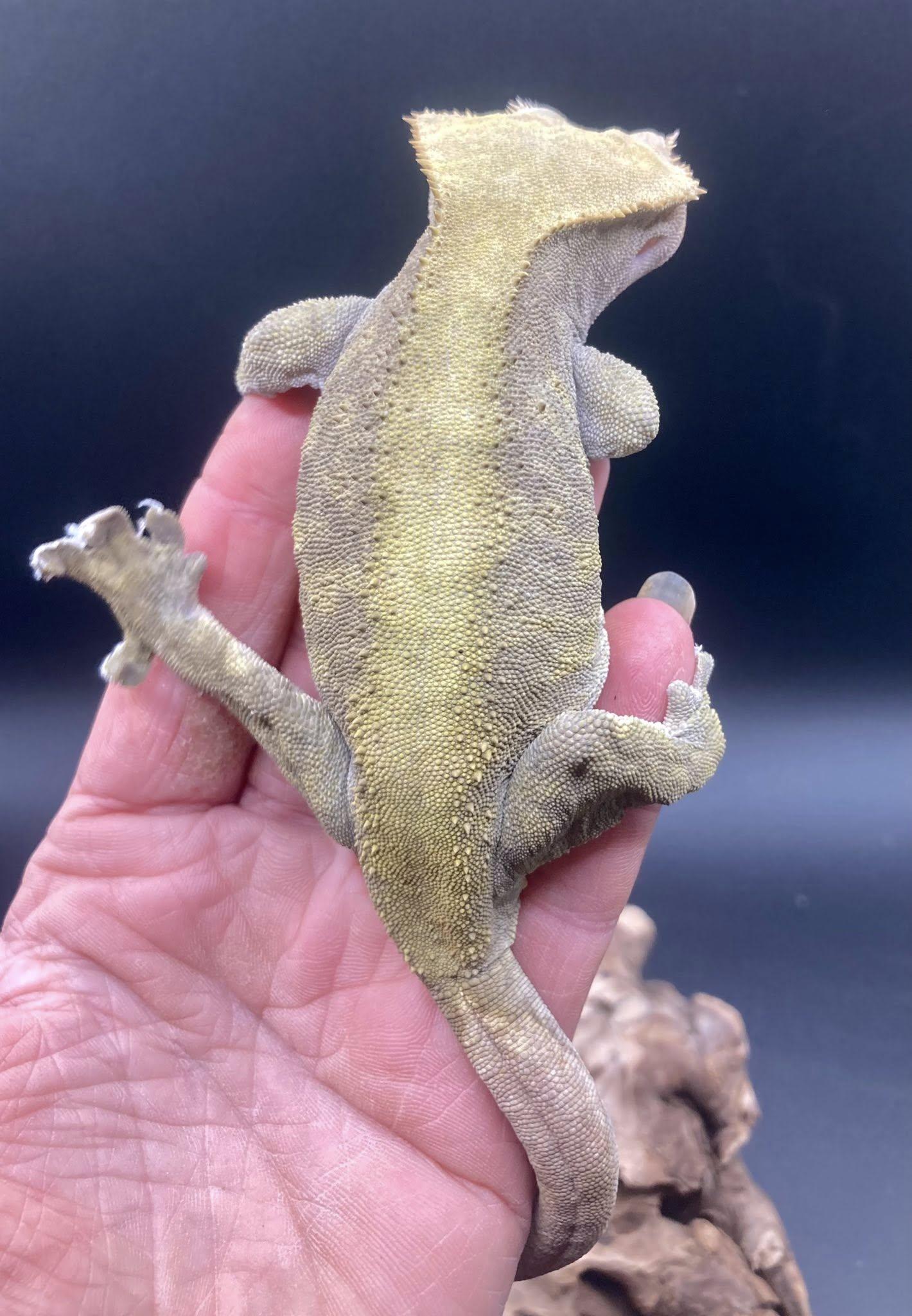 Sweet Pea, an adopted Gecko in Palmerton, PA image 4/4