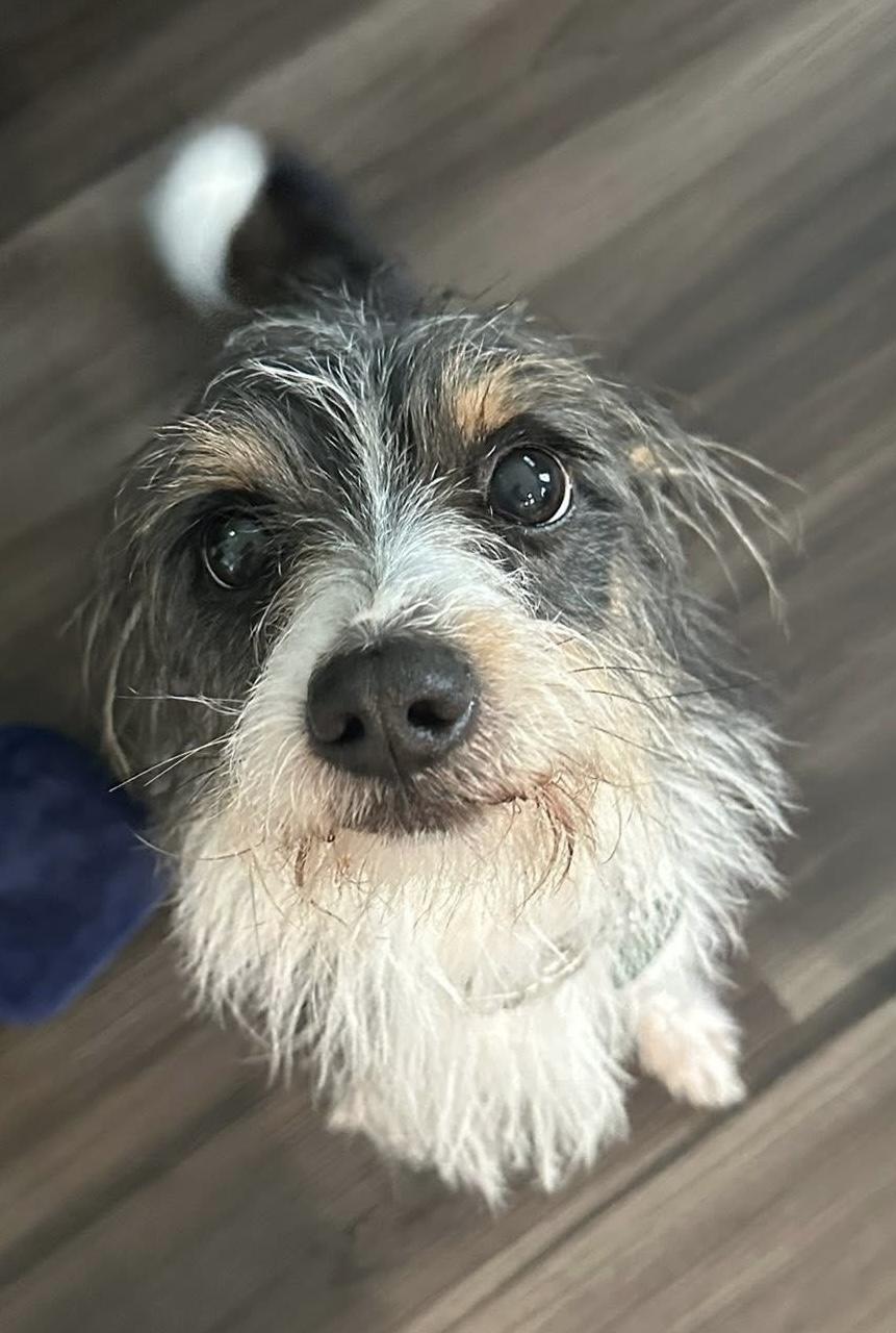 Oreo, adoptable, Adult Male Terrier.