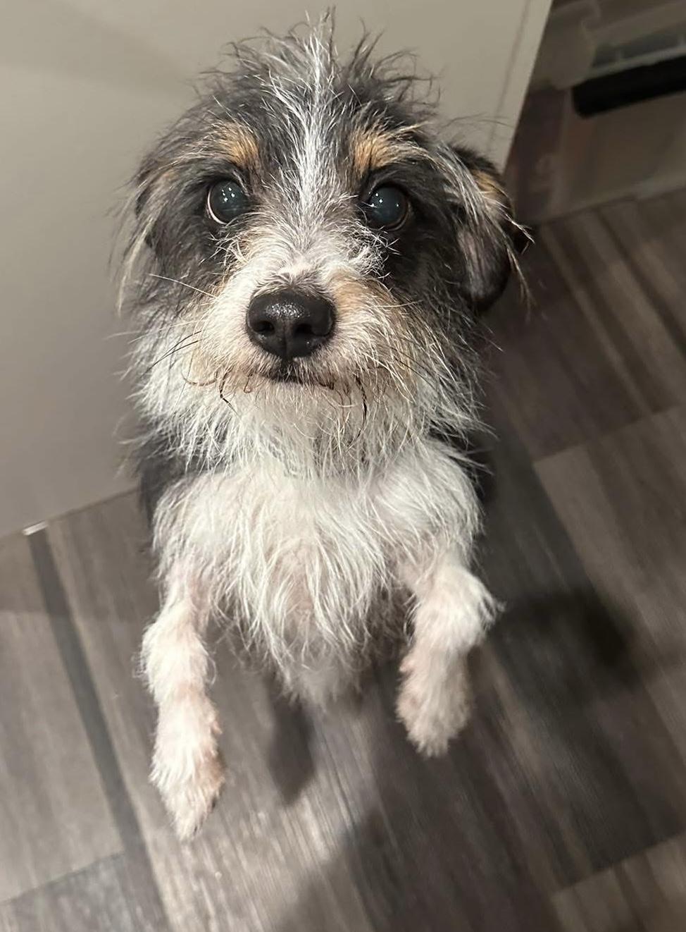 Enlarge Oreo, an adoptable mixed breed in Grosse Pointe Park, MI image 2/2