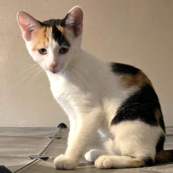 Oakley, an adoptable Domestic Short Hair in Pittsburgh, PA image 1/5