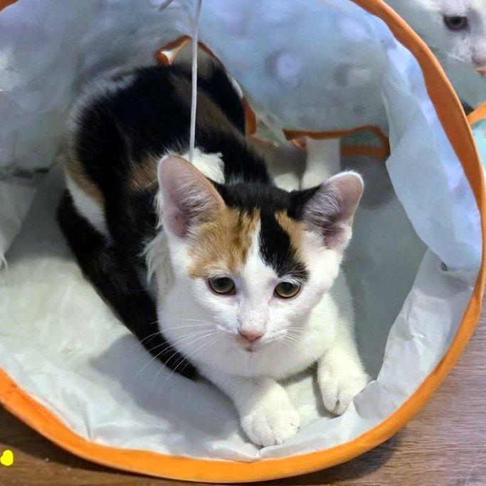 Oakley, an adoptable Domestic Short Hair in Pittsburgh, PA image 2/5