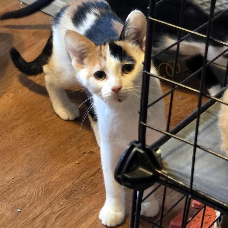 Oakley, an adoptable Domestic Short Hair in Pittsburgh, PA image 3/5