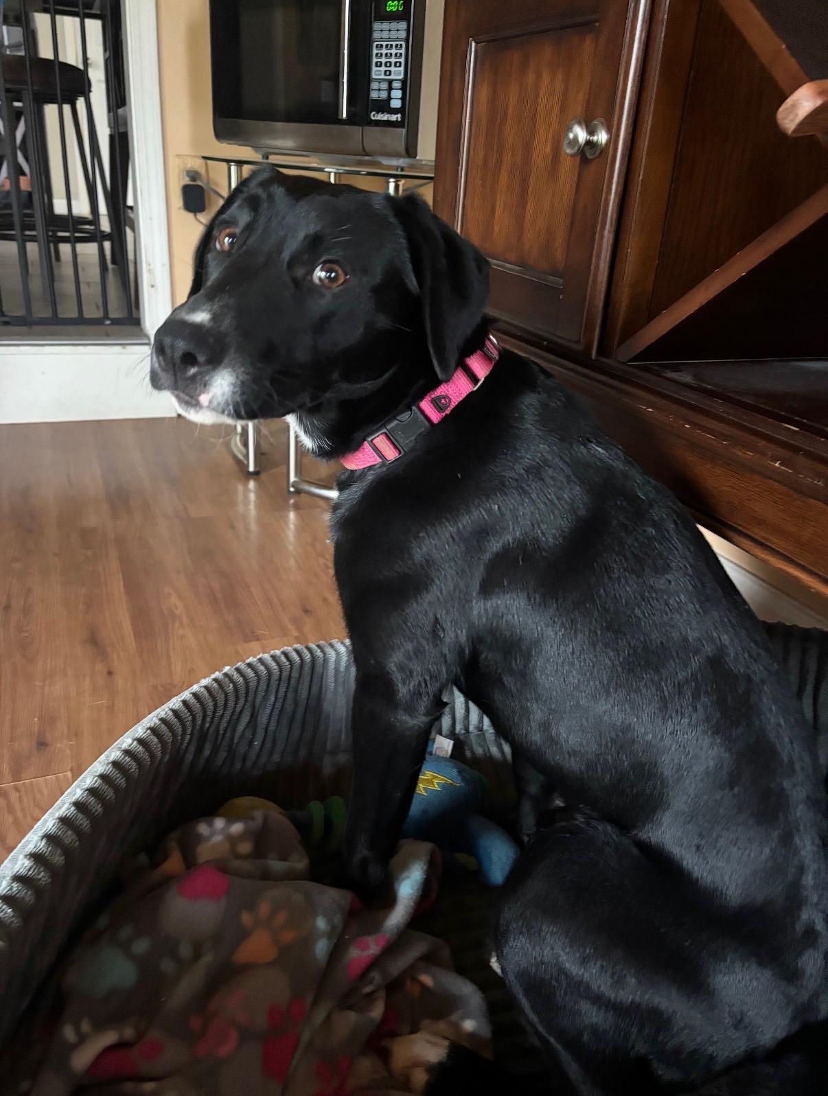 Enlarge Delilah, a Adoptable mixed breed in CHURCHVILLE, NY image 3/3