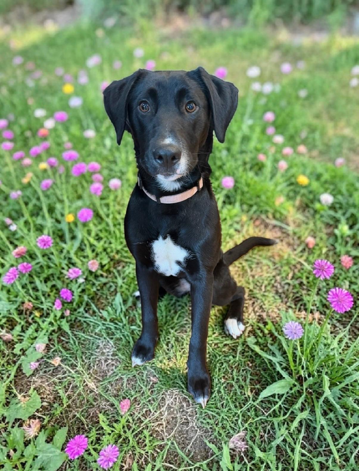 Enlarge Delilah, a Adoptable mixed breed in CHURCHVILLE, NY image 2/3
