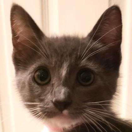Rosalie Cullen, Adoptable, Kitten Female Domestic Short Hair & Domestic Short Hair.