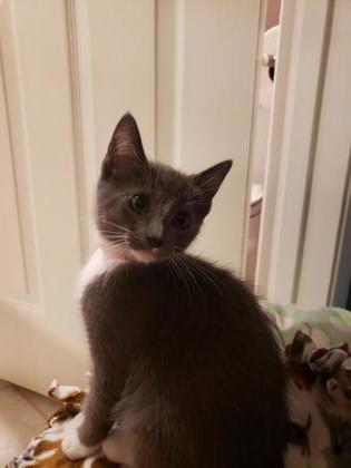 Enlarge Rosalie Cullen, a Adoptable Domestic Short Hair in Pleasanton, CA image 2/3