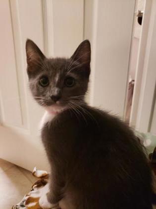 Enlarge Rosalie Cullen, a Adoptable Domestic Short Hair in Pleasanton, CA image 3/3