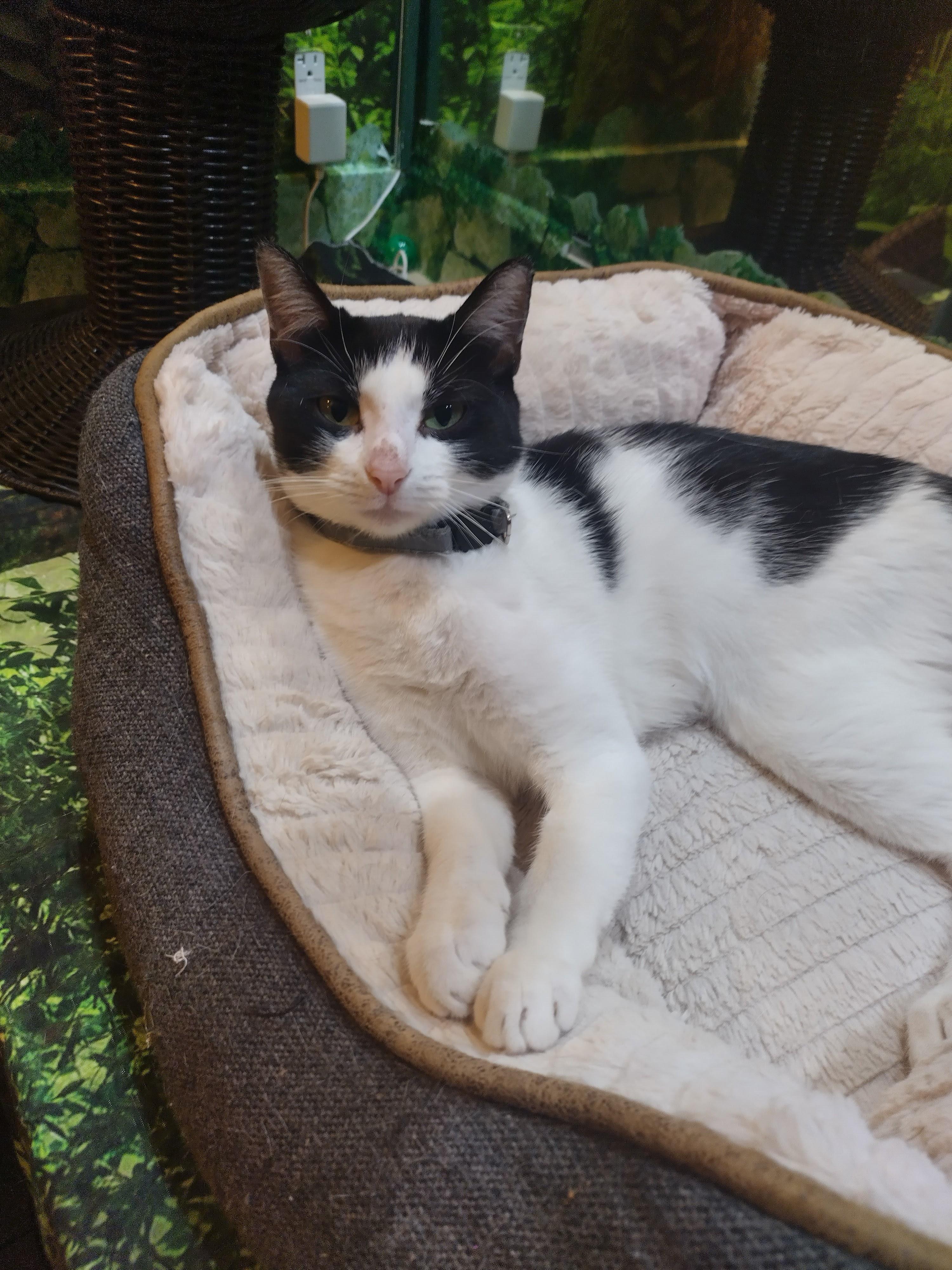 Viennetta, ADOPTABLE, Adult Female Domestic Short Hair.
