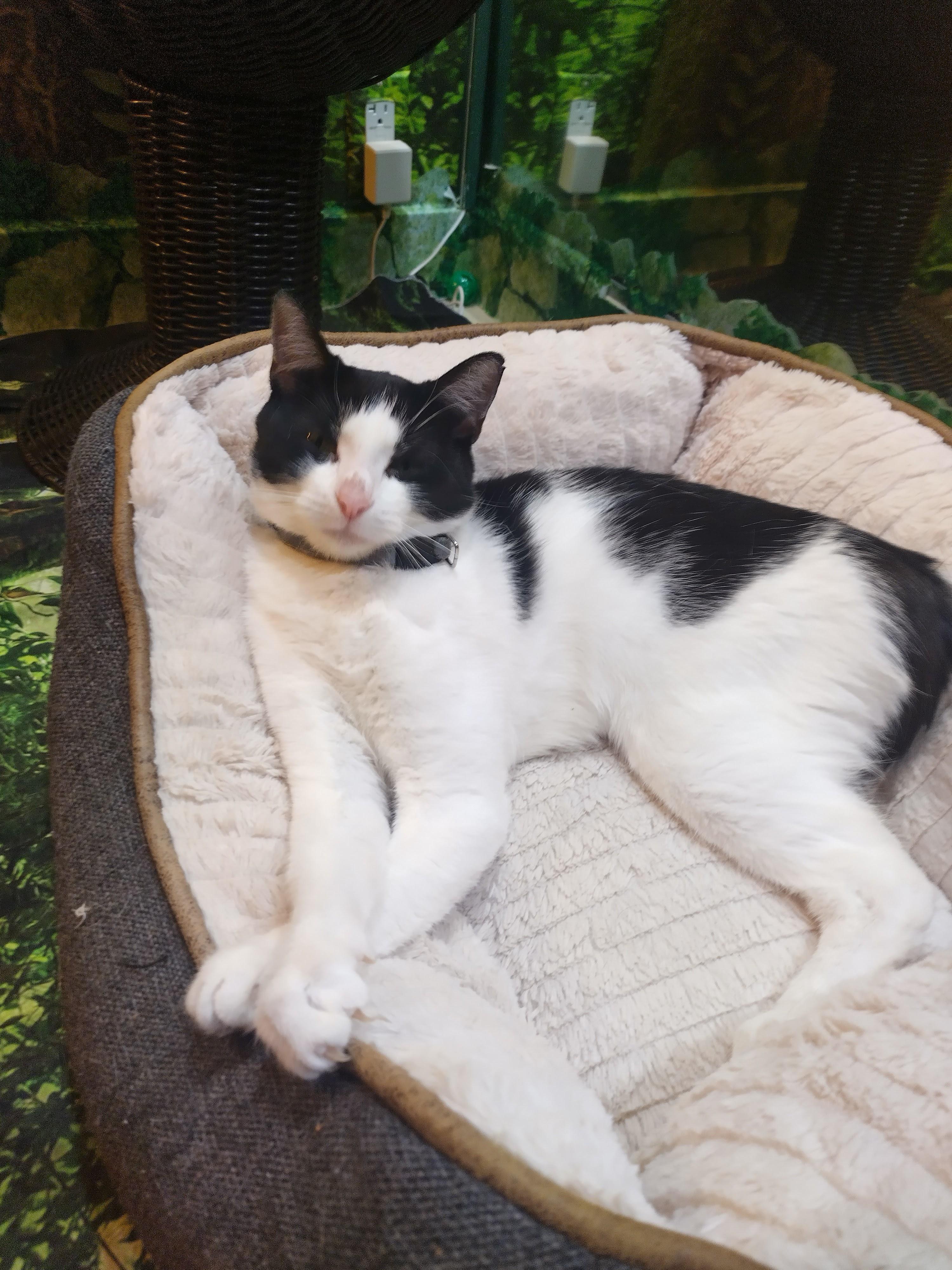 Viennetta, a ADOPTABLE Domestic Short Hair in The Colony, TX image 2/2