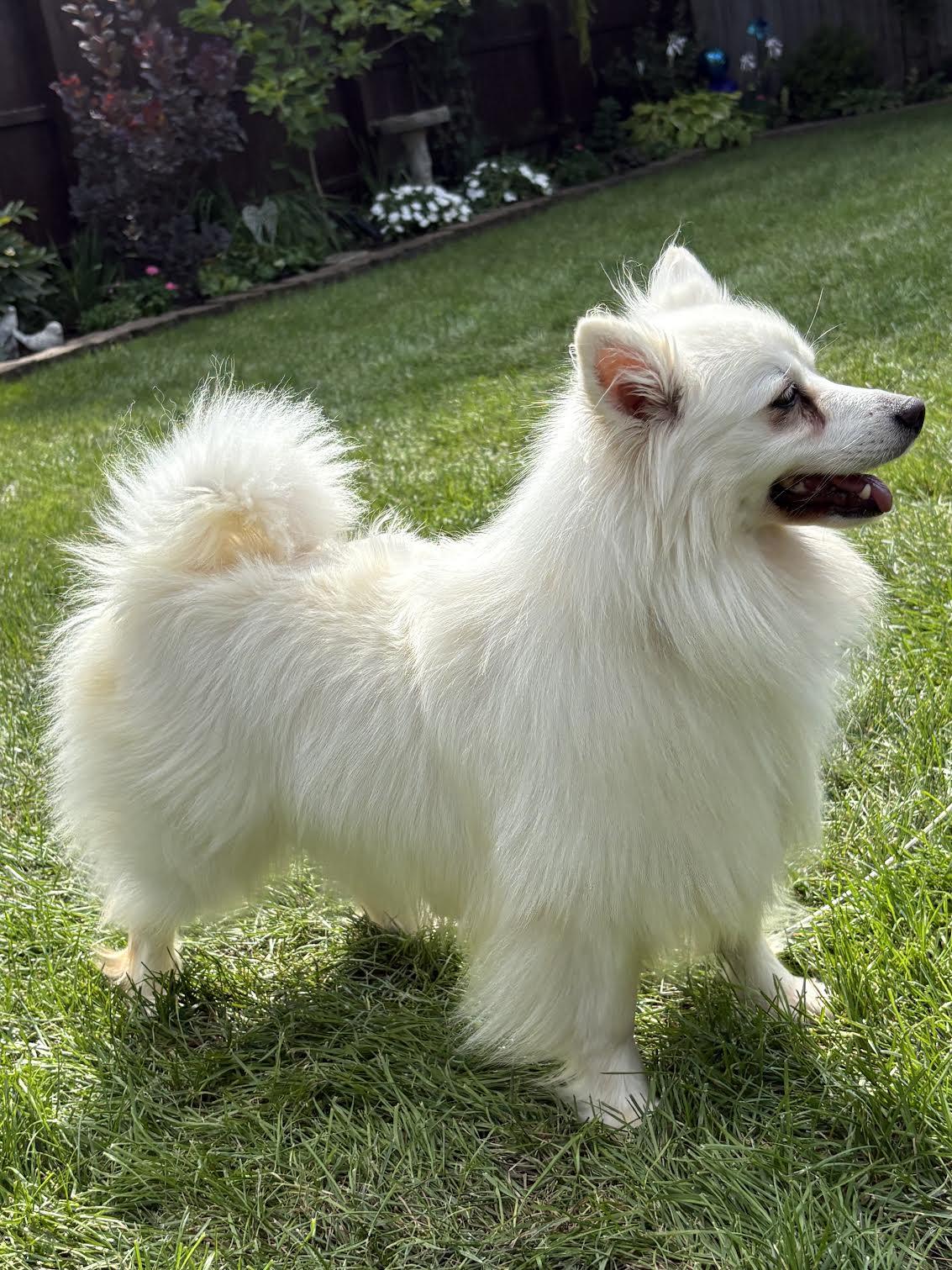 Meika of Bolingbrook IL, Adopted, Young Female American Eskimo Dog.