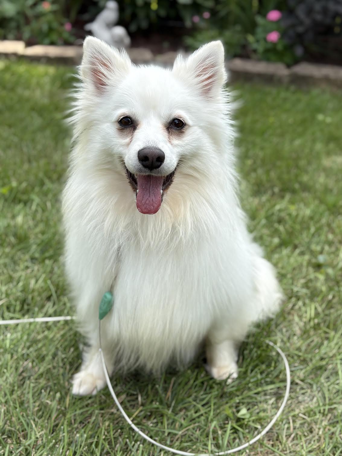 Enlarge Meika of Bolingbrook IL, a Adopted American Eskimo Dog in Randallstown, MD image 2/3