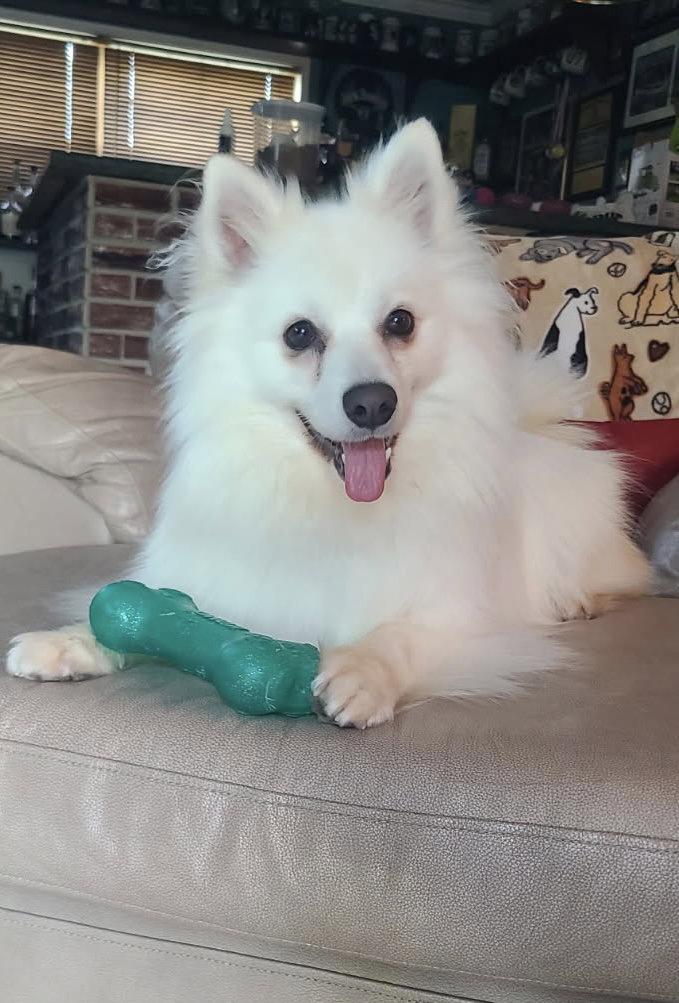 Enlarge Meika of Bolingbrook IL, a Adopted American Eskimo Dog in Randallstown, MD image 3/3