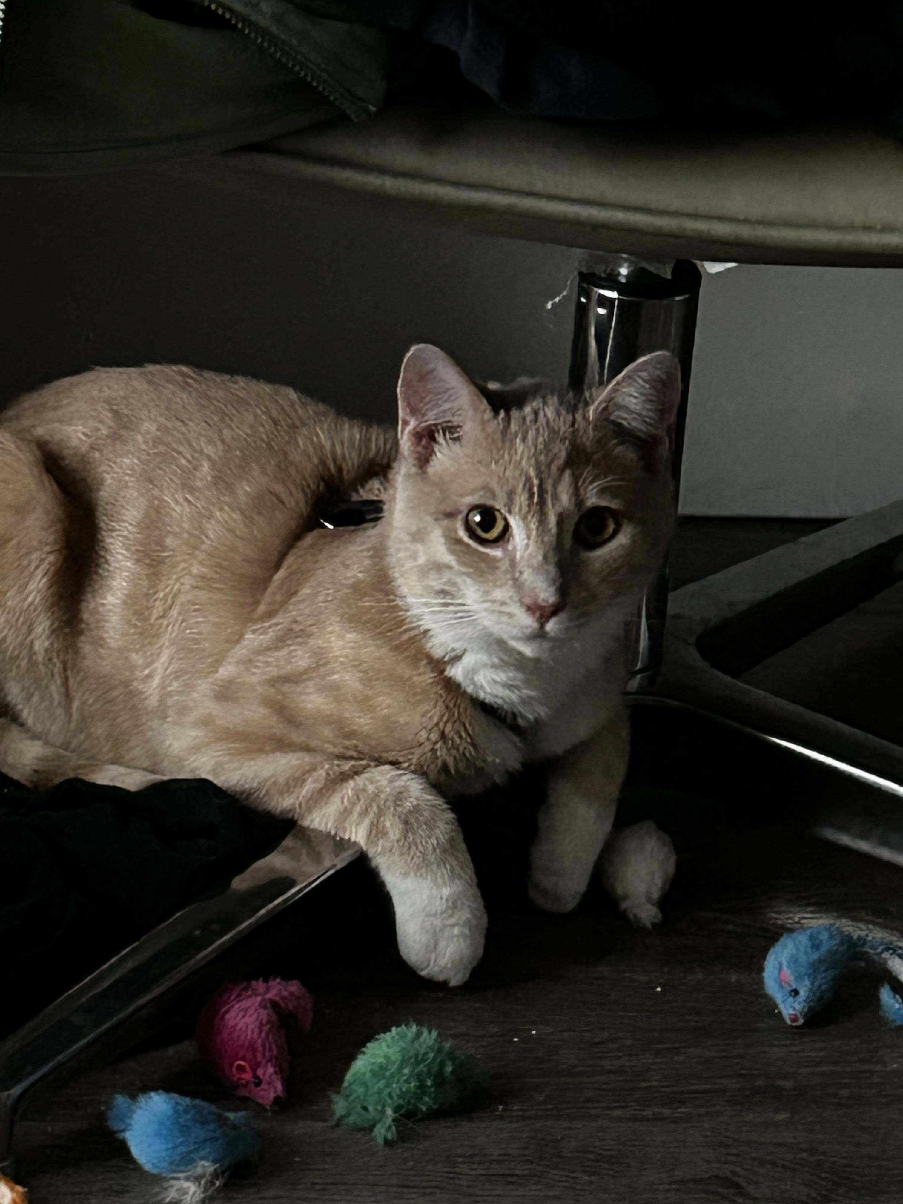 Apollo, an adopted Domestic Short Hair in Long Beach, CA image 2/2