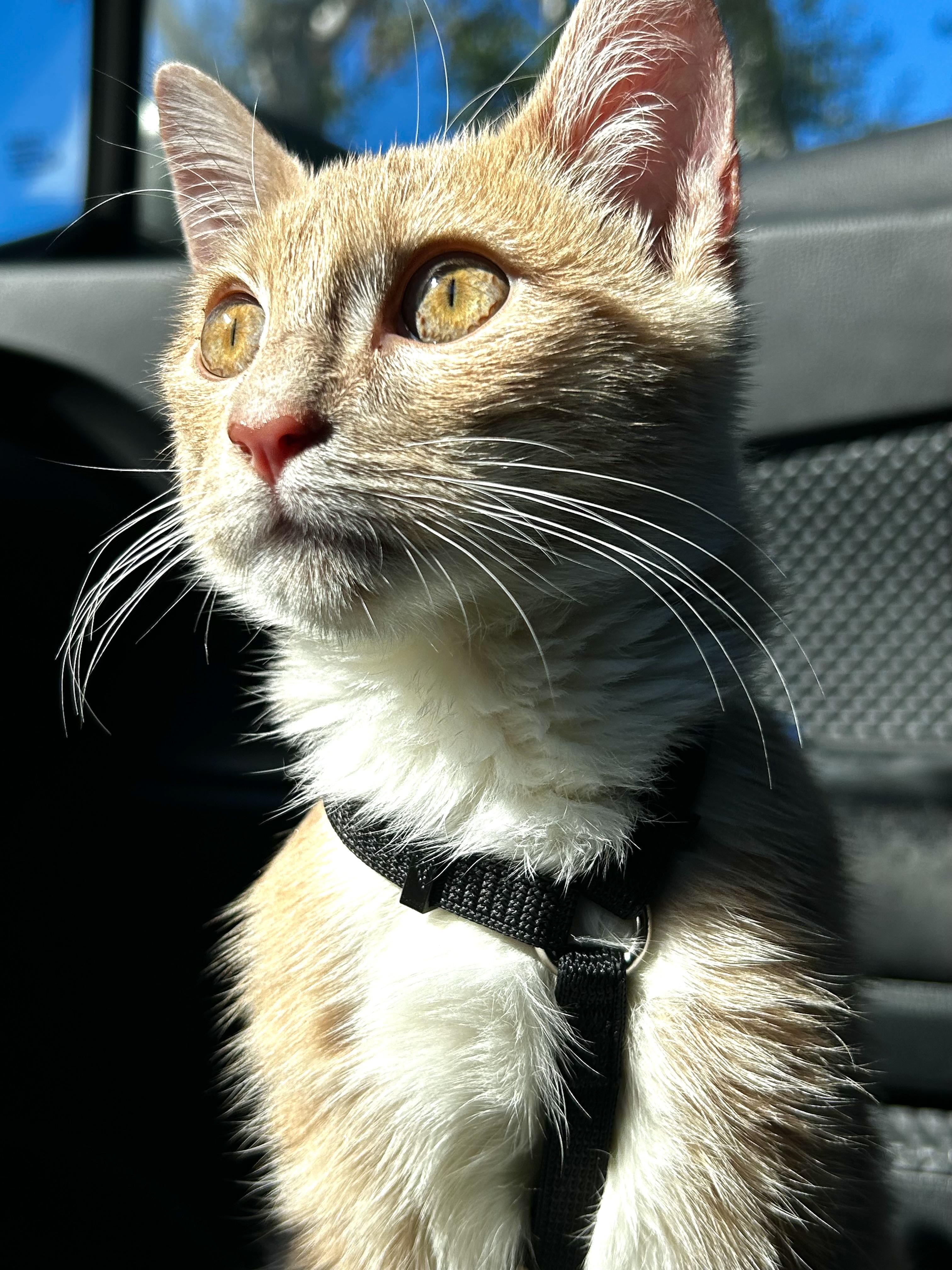 Apollo, an adopted Domestic Short Hair in Long Beach, CA image 1/2