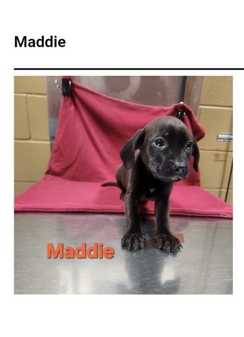 Enlarge Maddie, a Adoptable Labrador Retriever in Westport, CT image 1/1